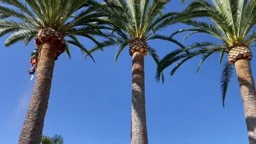 Reliable landscaping services in San Juan Capistrano, CA - Independent Landscape