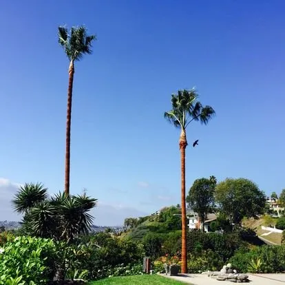 Expert residential landscaping in San Juan Capistrano, CA by Independent Landscape