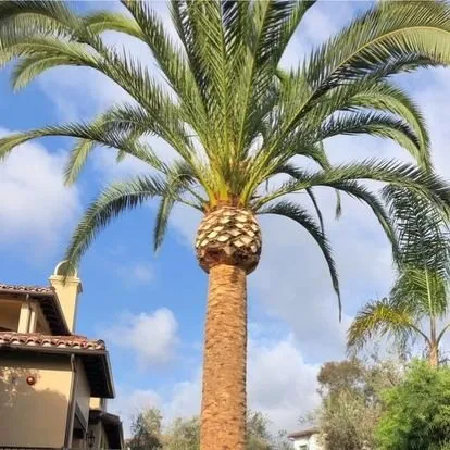 Affordable lawn mowing service in San Juan Capistrano, CA - Independent Landscape