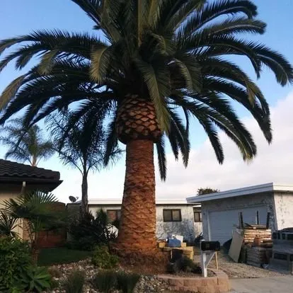 Expert lawn care service experts serving San Juan Capistrano, CA - Independent Landscape