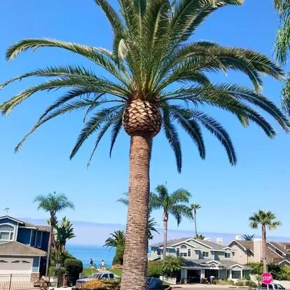Professional outdoor landscaping in San Juan Capistrano, CA by Independent Landscape