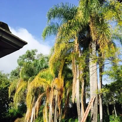 Affordable residential landscaping in San Juan Capistrano, CA - Independent Landscape