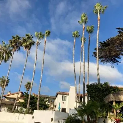 Professional yard maintenance in San Juan Capistrano, CA by Independent Landscape