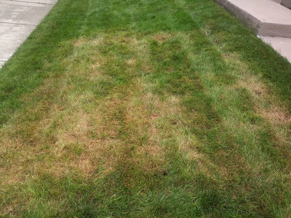 Trusted residential landscaping in Livonia, MI by Independent Lawn Service