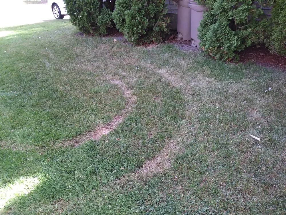 Local landscape installation experts serving Livonia, MI - Independent Lawn Service