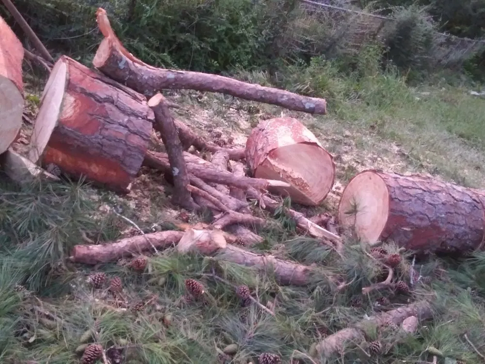 Trusted lawn mowing service experts serving Rome, GA - Independent Tree Service