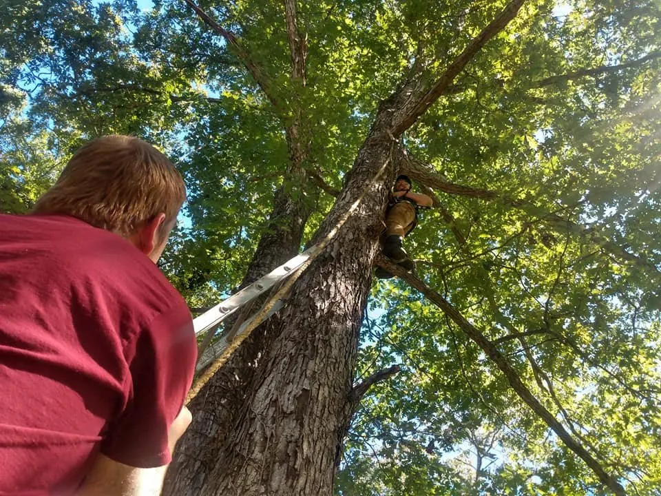 Trusted landscape design in Rome, GA - Independent Tree Service