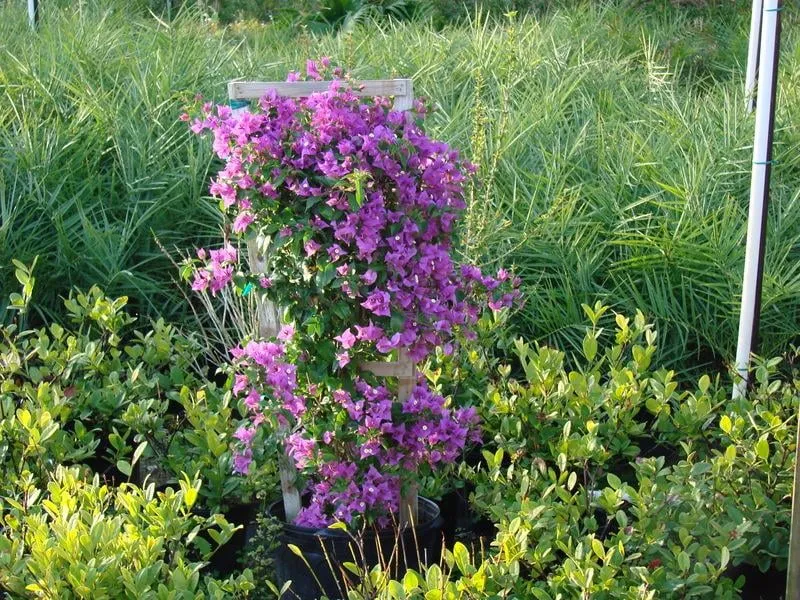 Top-rated landscaping services in Vero Beach, FL - Indian River Landscapes