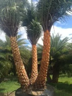 Local outdoor landscaping in Vero Beach, FL by Indian River Landscapes