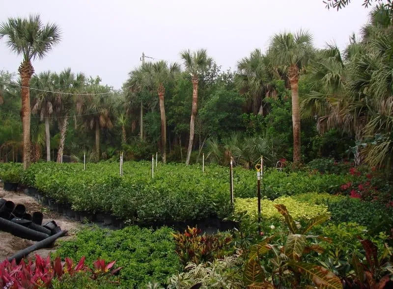 Reliable landscape installation in Vero Beach, FL - Indian River Landscapes