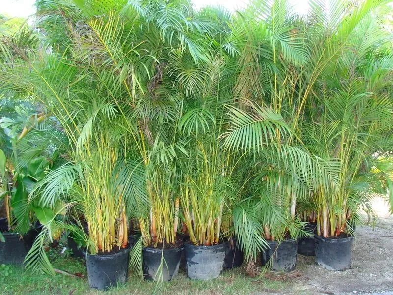 Trusted outdoor landscaping in Vero Beach, FL - Indian River Landscapes