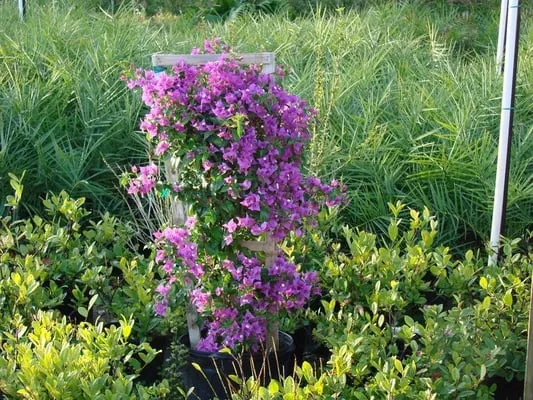 Indian River Landscapes Logo