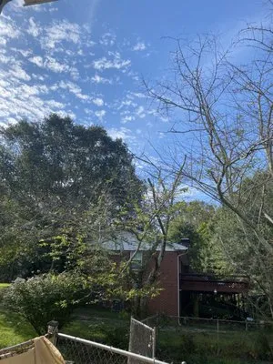 Indigo Tree Services Logo