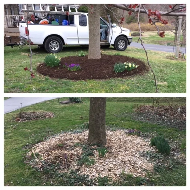 Expert yard cleanup service in Indianapolis, IN - Indy Lawn Maintenance