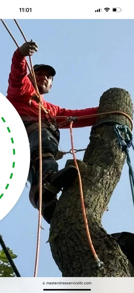 Trusted landscaping services for beautiful yards across Indianapolis, IN - Indy Master Tree Services