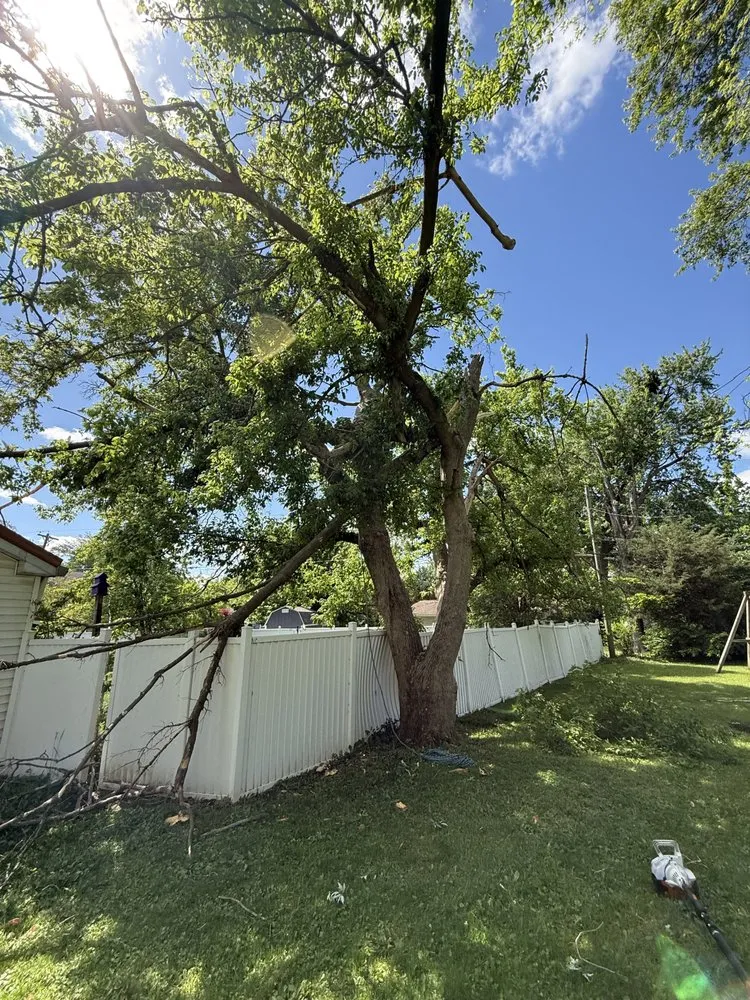 Professional yard cleanup service for year-round maintenance across Indianapolis, IN - Indy Master Tree Services
