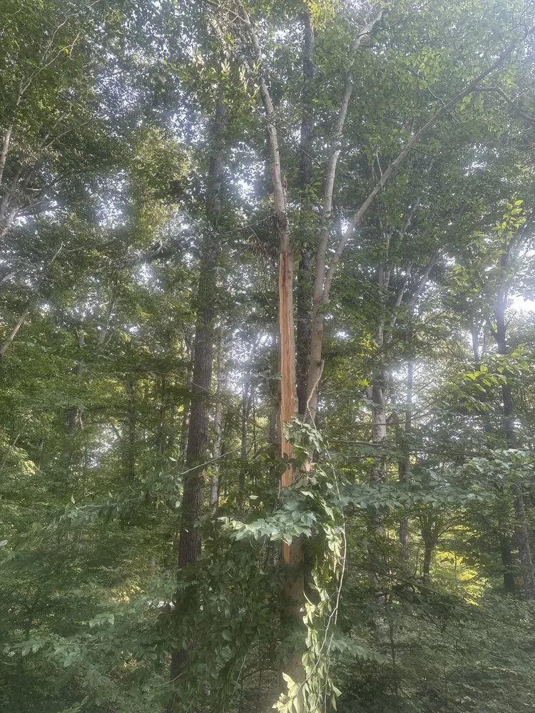 Custom landscape installation in Indianapolis, IN - Indy Master Tree Services