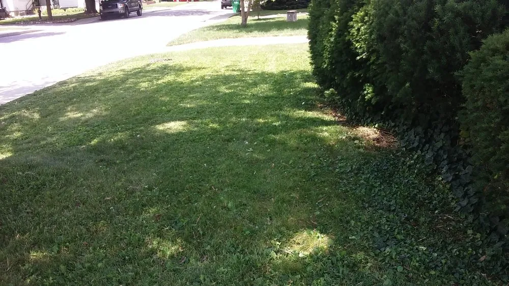 Affordable lawn care service near you in Indianapolis, IN by IndyLawnService.com