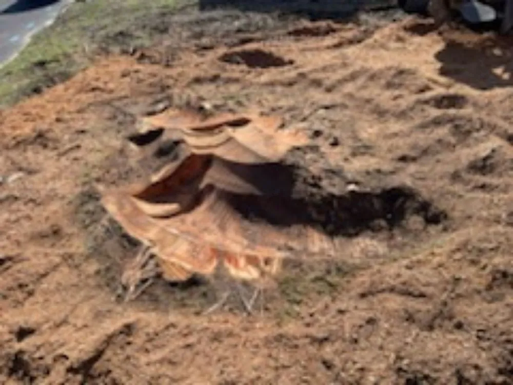 Affordable yard maintenance for beautiful yards in Salisbury, MD by Infinite Acres