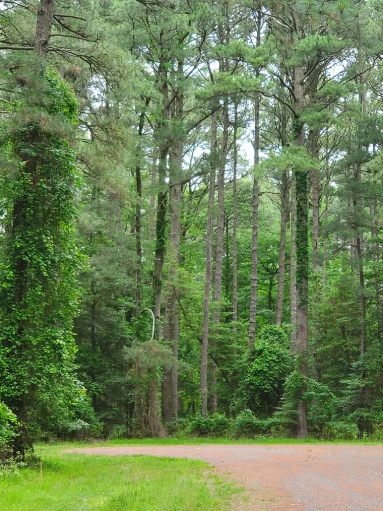 Custom landscape design in Salisbury, MD by Infinite Acres