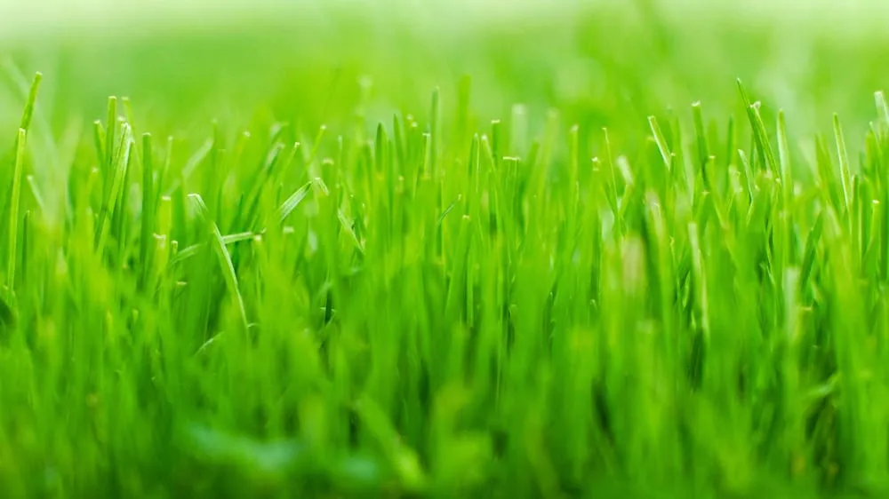 Affordable yard cleanup service for homes across New Hope, PA - Infinite Landscapes