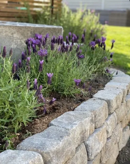 Affordable lawn care service for outdoor upgrades in Piney Flats, TN by Infinite