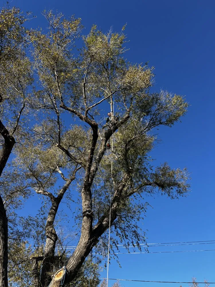 Professional landscaping services with custom design in Amarillo, TX by Infinite Tree and Landscaping