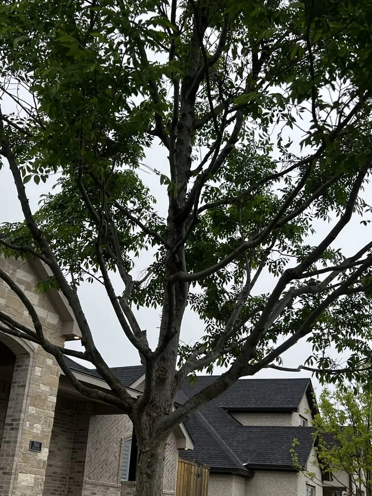 Expert yard maintenance for outdoor upgrades across Amarillo, TX - Infinite Tree and Landscaping