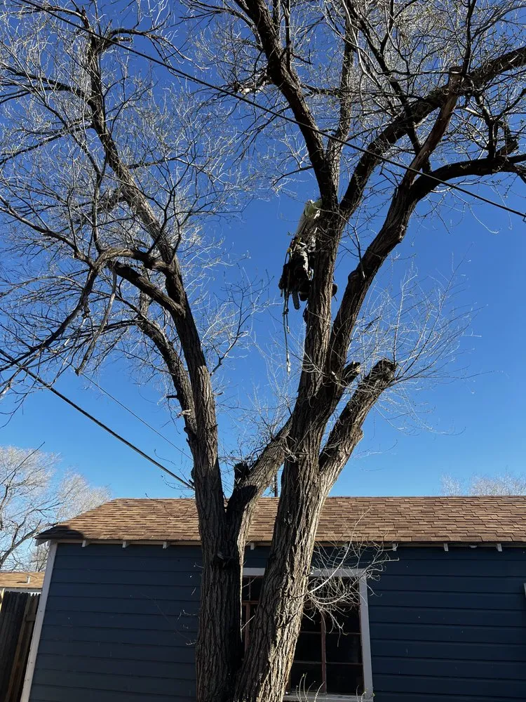 Affordable residential landscaping for year-round maintenance in Amarillo, TX by Infinite Tree and Landscaping