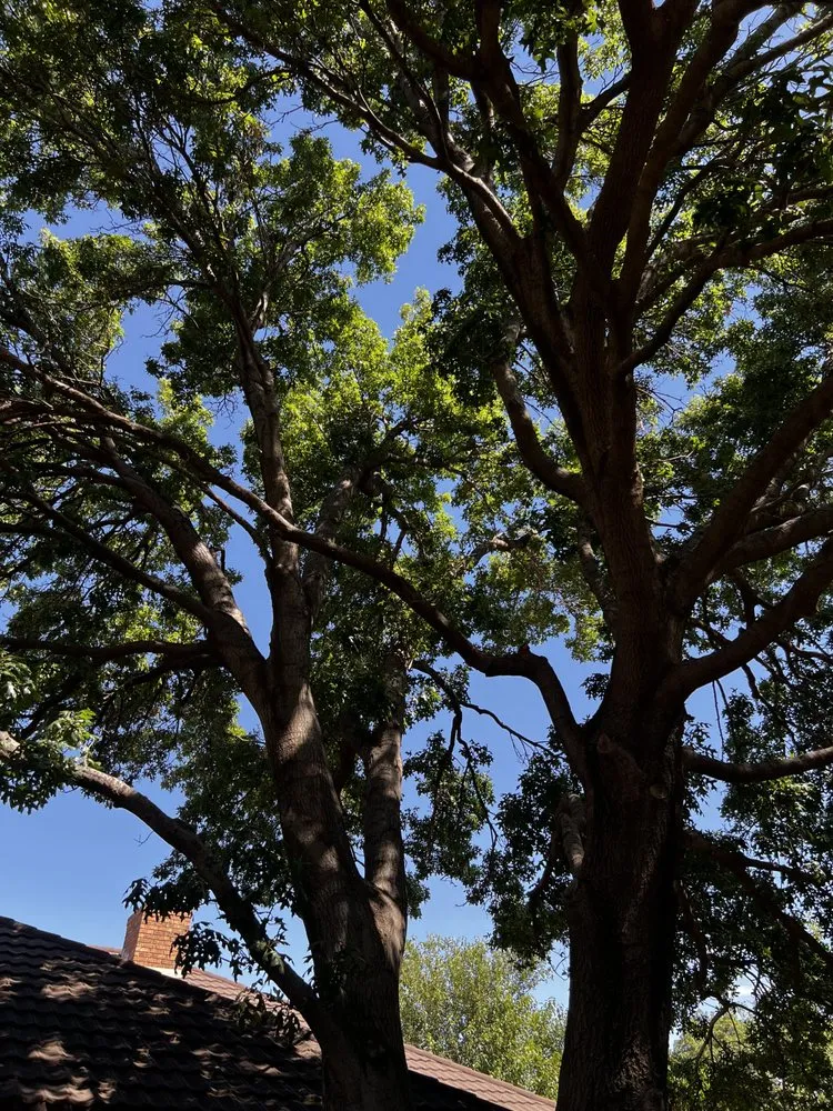 Trusted outdoor landscaping experts serving Amarillo, TX - Infinite Tree and Landscaping