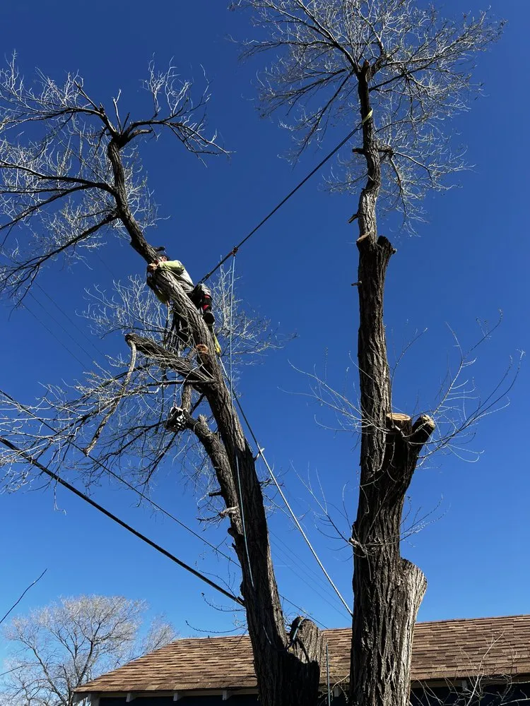 Top-rated landscape installation experts serving Amarillo, TX - Infinite Tree and Landscaping