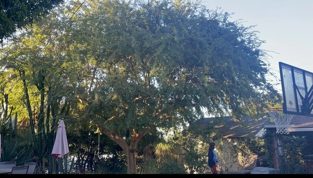 Affordable landscape installation for outdoor upgrades in Altadena, CA by Infinitree Services