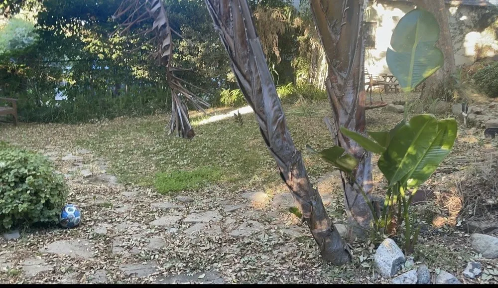 Custom yard maintenance experts serving Altadena, CA - Infinitree Services