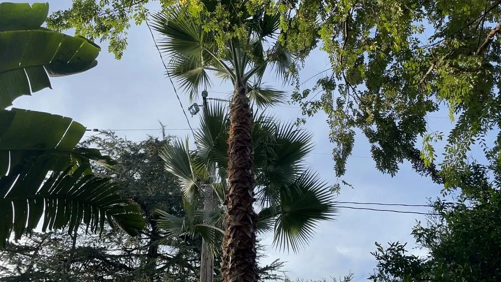 Reliable outdoor landscaping in Altadena, CA by Infinitree Services