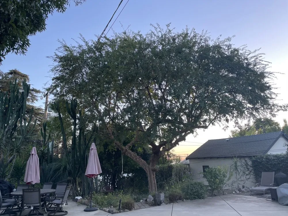 Custom residential landscaping for year-round maintenance in Altadena, CA by Infinitree Services