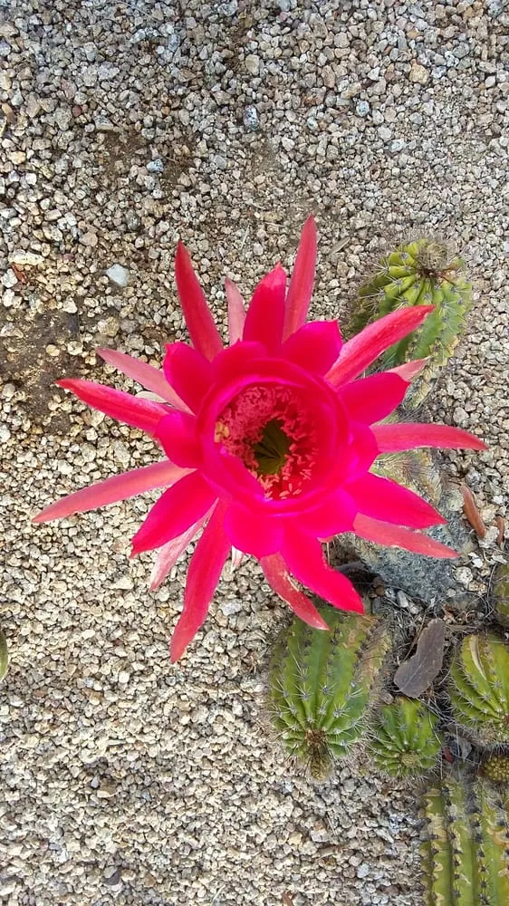 Professional outdoor landscaping for homes in Phoenix, AZ by Infinity Landscaping