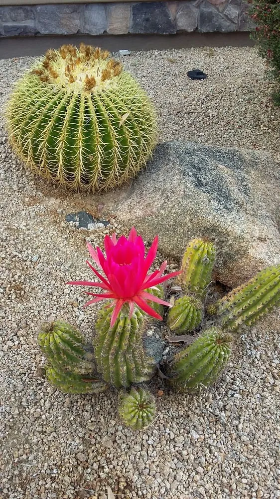 Reliable landscape design experts serving Phoenix, AZ - Infinity Landscaping