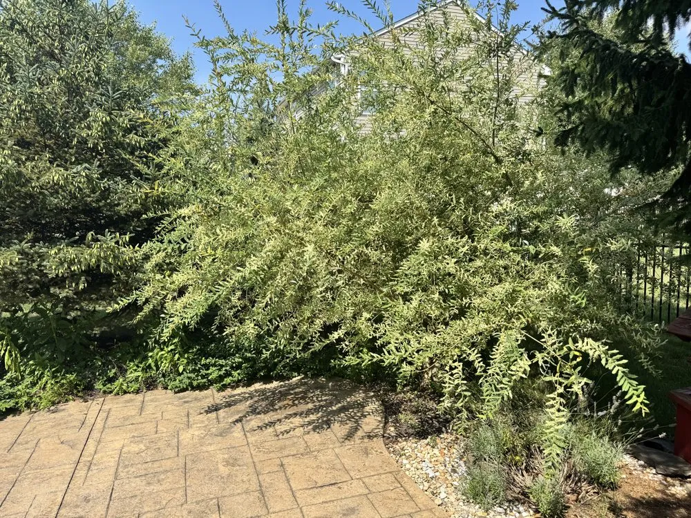 Professional landscape design with custom design in Brook Park, OH by Infinity Property Management