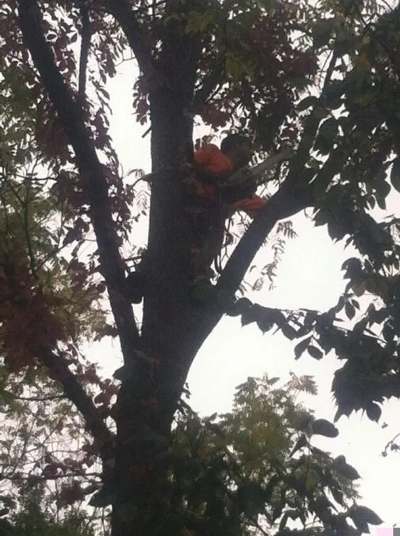 Local lawn care service experts serving West Bloomfield, MI - Infinity Tree & Outdoor Services