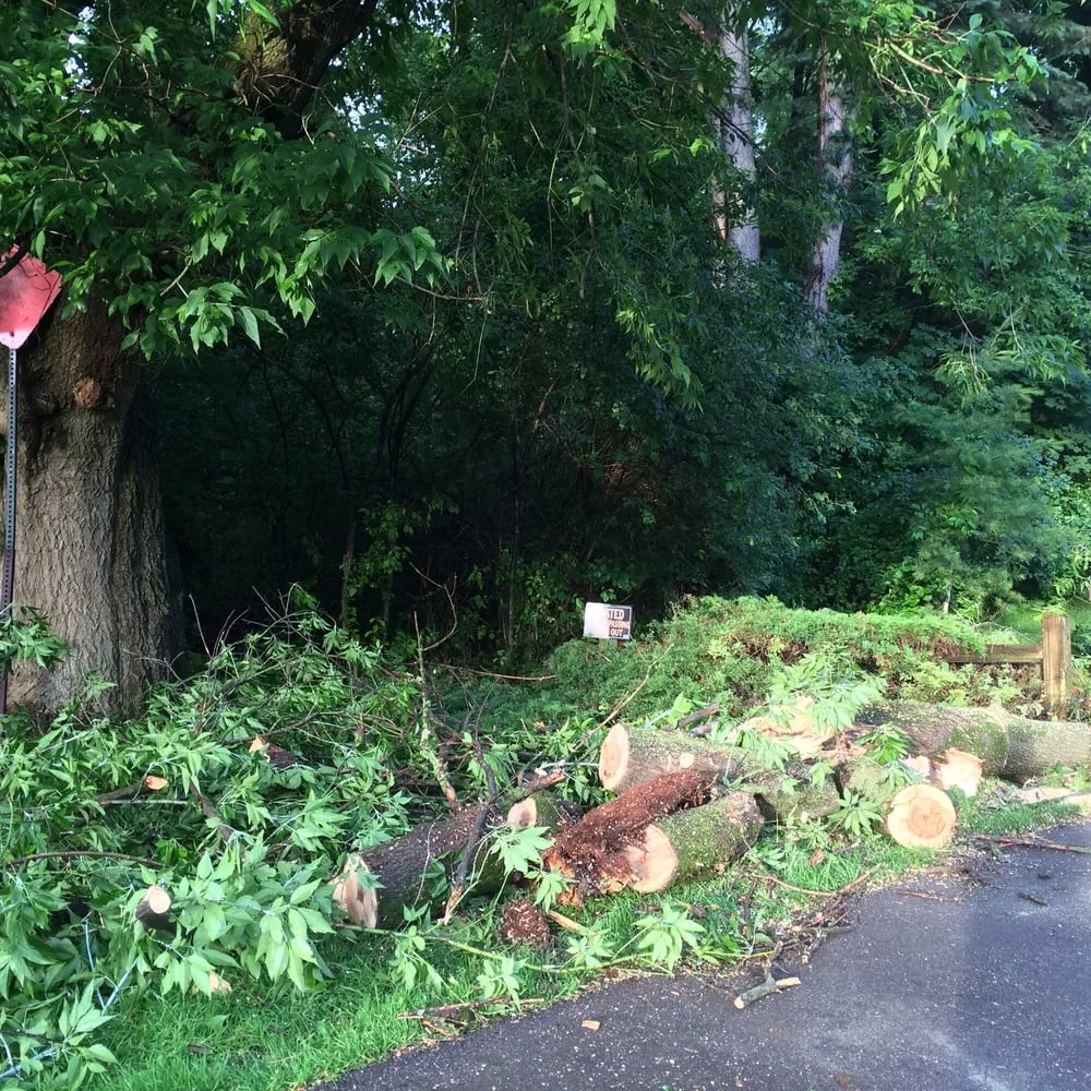 Reliable yard cleanup service experts serving West Bloomfield, MI - Infinity Tree & Outdoor Services