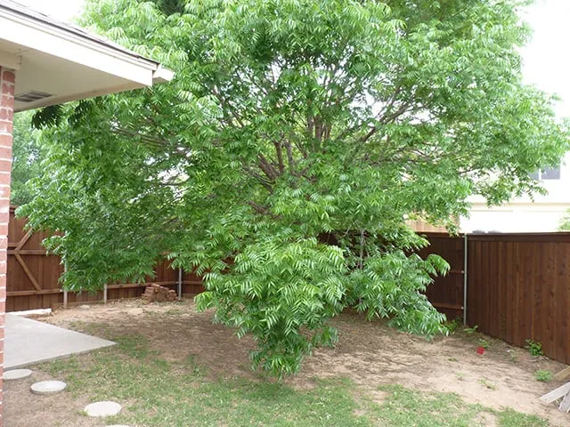 Affordable landscaping services near you across Lewisville, TX - InfinityGreen LLC