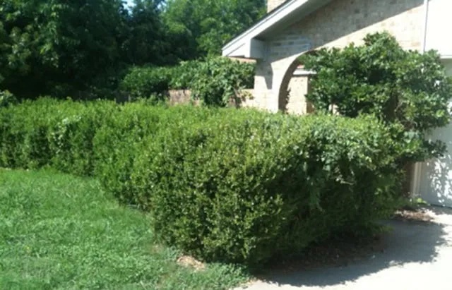 Affordable landscape design with custom design in Lewisville, TX by InfinityGreen LLC