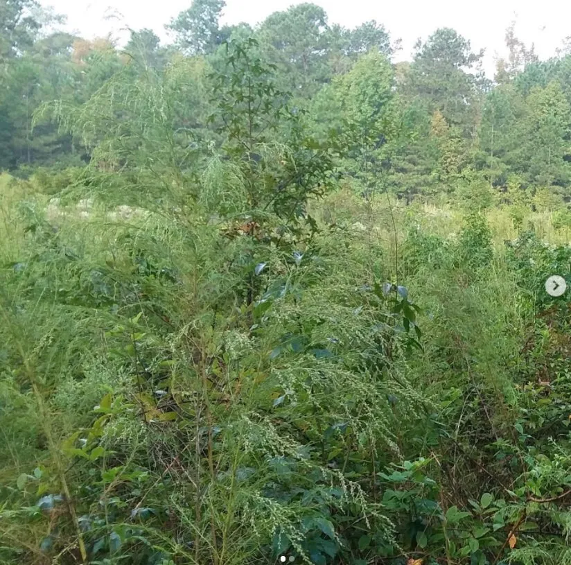 Custom residential landscaping in Sparta, GA by Ingram Clearing and Landscape