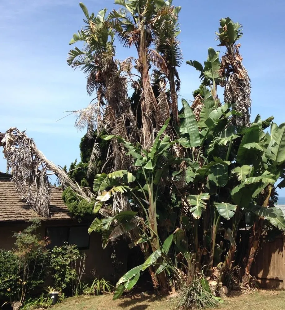 Reliable landscape installation near you across San Diego, CA - Ingram Landscapes