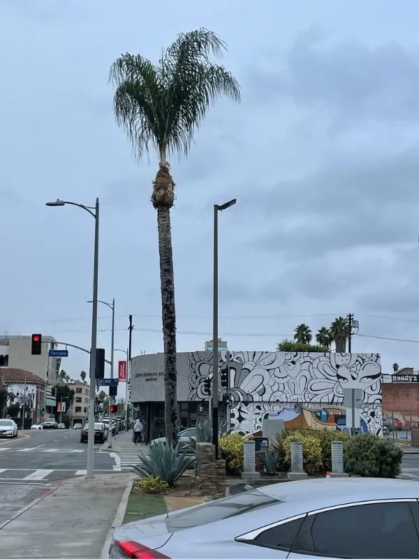 Custom landscape installation for outdoor upgrades across Lancaster, CA - Iniguez Tree Service