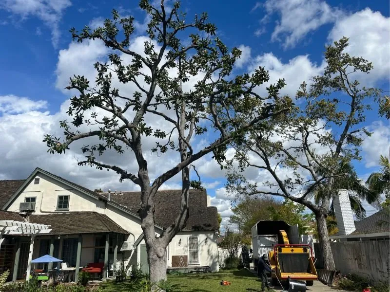 Professional lawn care service in Lancaster, CA - Iniguez Tree Service
