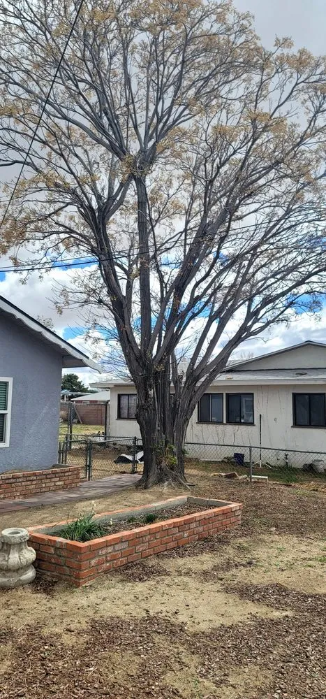 Local yard maintenance in Lancaster, CA - Iniguez Tree Service