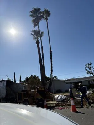 Iniguez Tree Service Logo