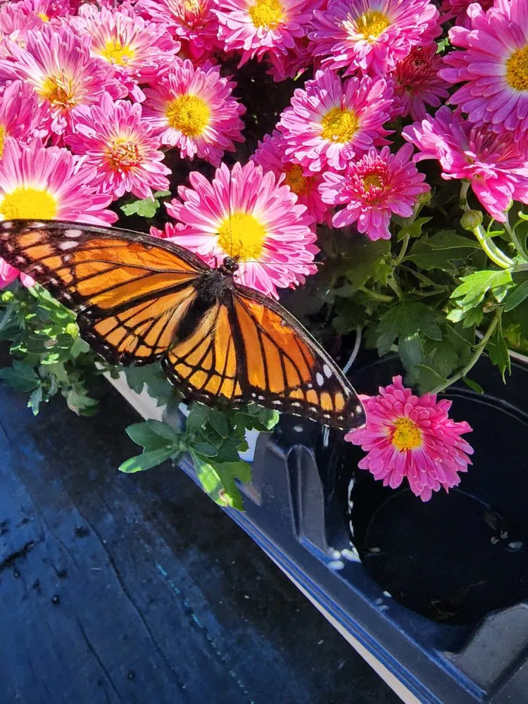 Expert lawn care service with custom design in Frankford, DE by Inland Bays Garden Center