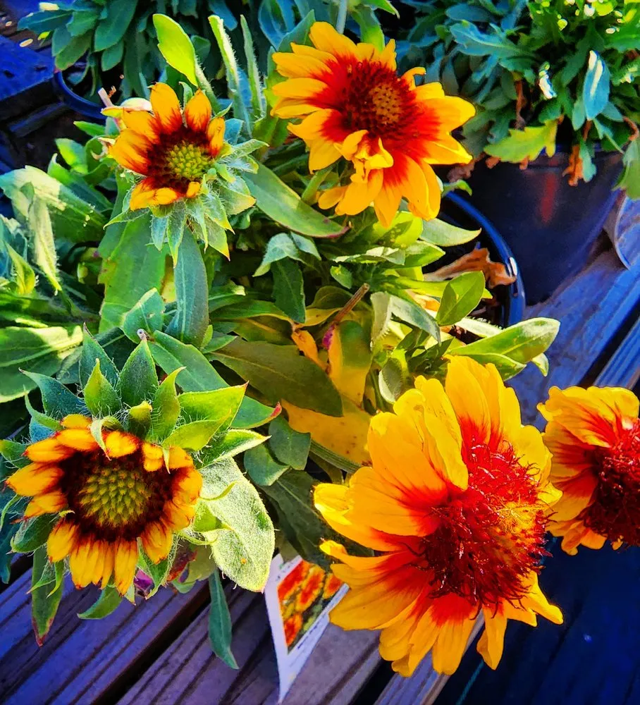 Reliable garden landscaping for residential properties in Frankford, DE by Inland Bays Garden Center